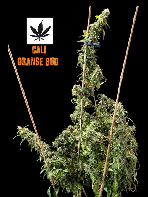Cali Orange Bud. Week 16