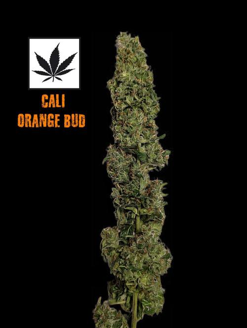 Cali Orange Bud - BioTabs.nl Grow. Week 17