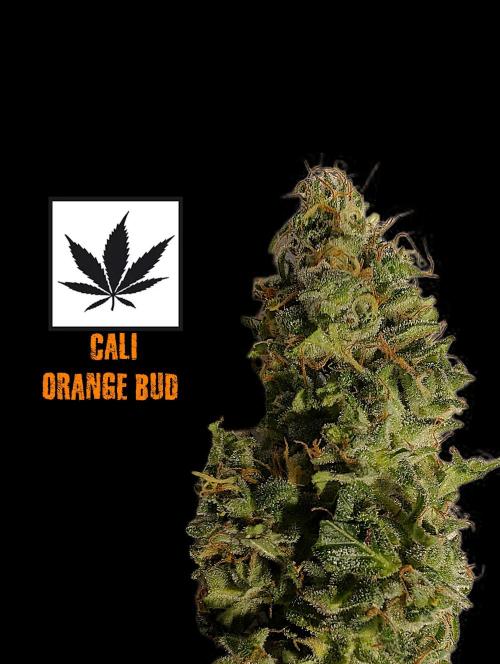 Cali Orange Bud - BioTabs.nl Grow. Week 17