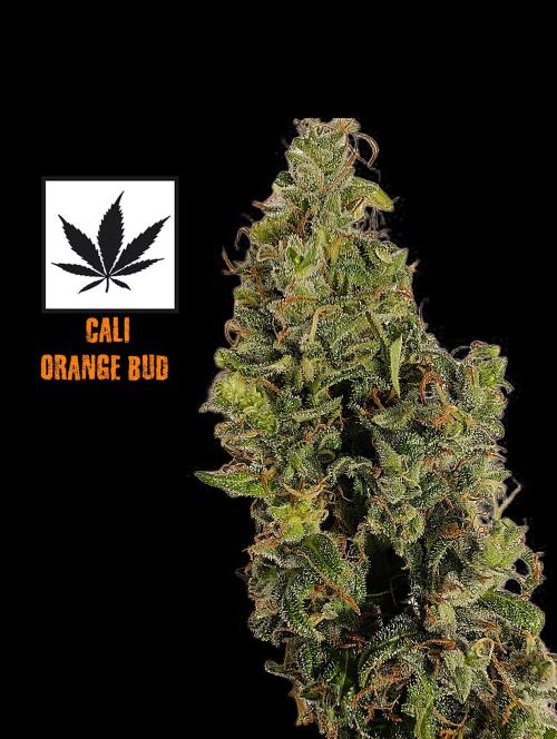 Cali Orange Bud - BioTabs.nl Grow. Week 17