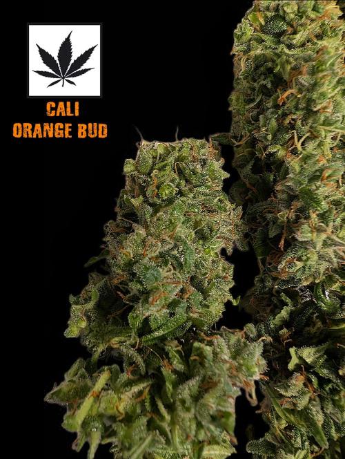 Cali Orange Bud - BioTabs.nl Grow. Week 17