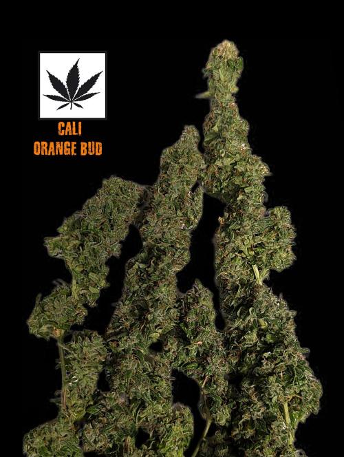 Cali Orange Bud. Week 17