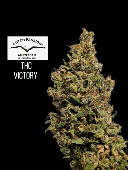 THC-Victory. Week 18
