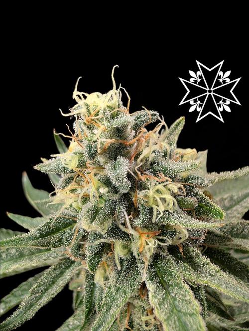 Aficionado Special - UNKNOWN - Bio Tabs. Week 11