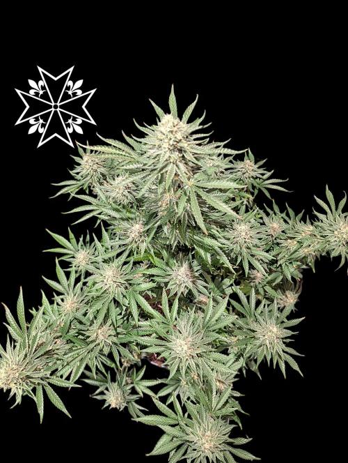 Aficionado Special - UNKNOWN - Bio Tabs. Week 11