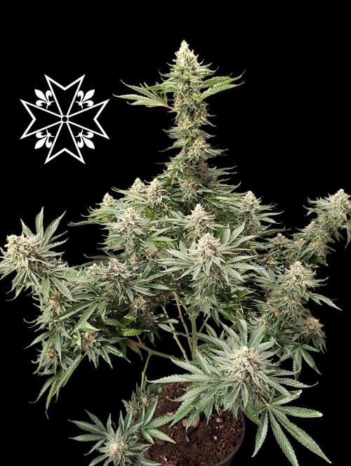 Aficionado Special - UNKNOWN - Bio Tabs. Week 11