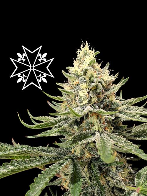 Unknown Mary Jane Free Seed. Week 11