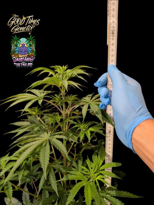Sunset Monkey-Good Times Genetix-Wdfx. Week 6