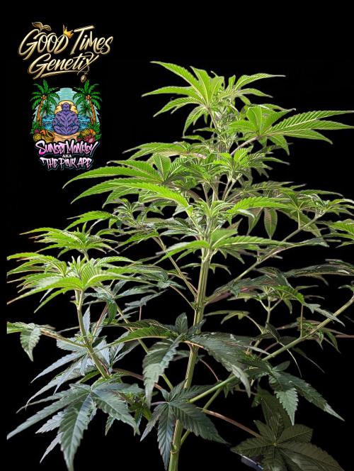Sunset Monkey-Good Times Genetix-Wdfx. Week 6