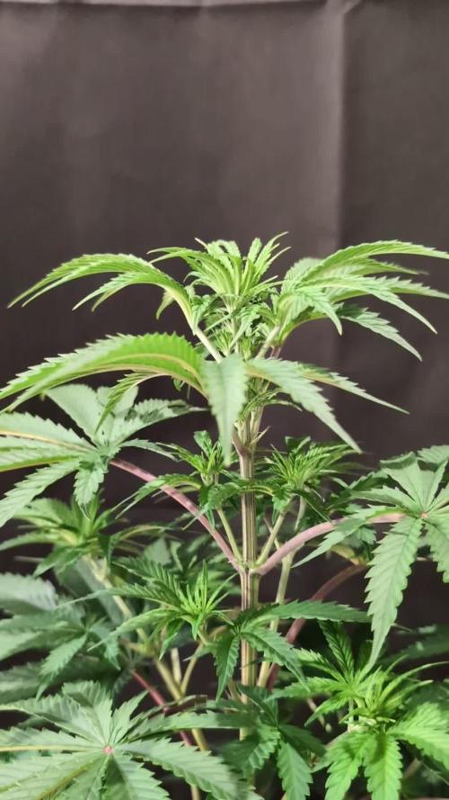 Sunset Monkey-Good Times Genetix-Wdfx