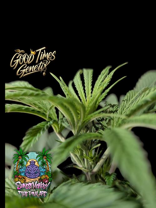 Sunset Monkey-Good Times Genetix-Wdfx. Week 6