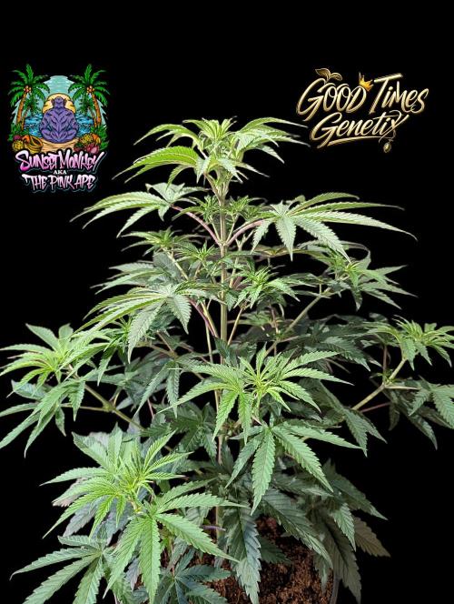 Sunset Monkey-Good Times Genetix-Wdfx. Week 6