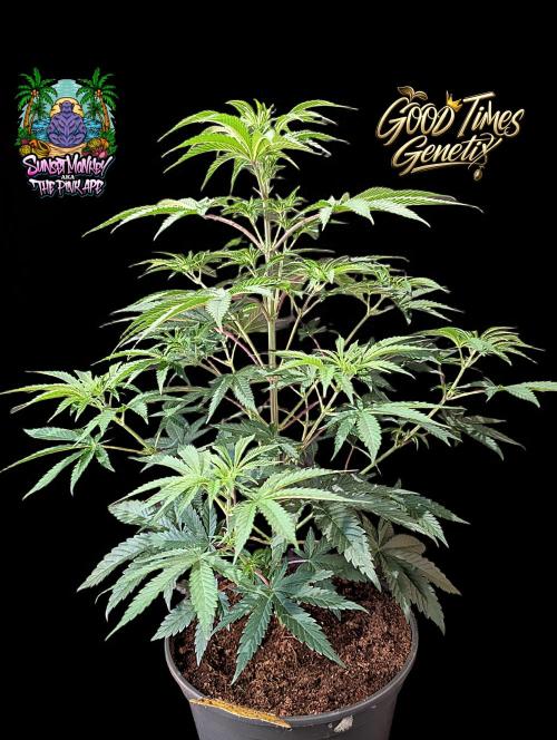 Sunset Monkey-Good Times Genetix-Wdfx. Week 6