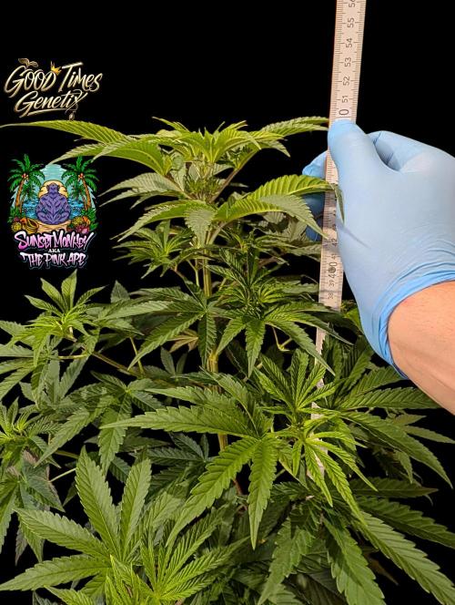 Sunset Monkey - Good Times Genetix - BTN. Week 6