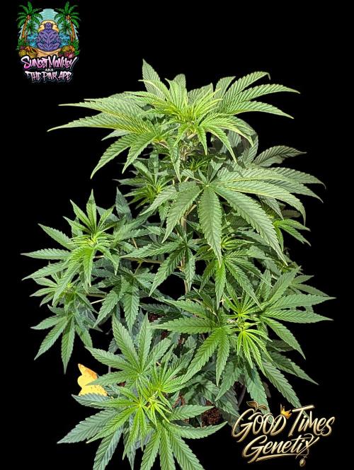 Sunset Monkey - Good Times Genetix - BTN. Week 6
