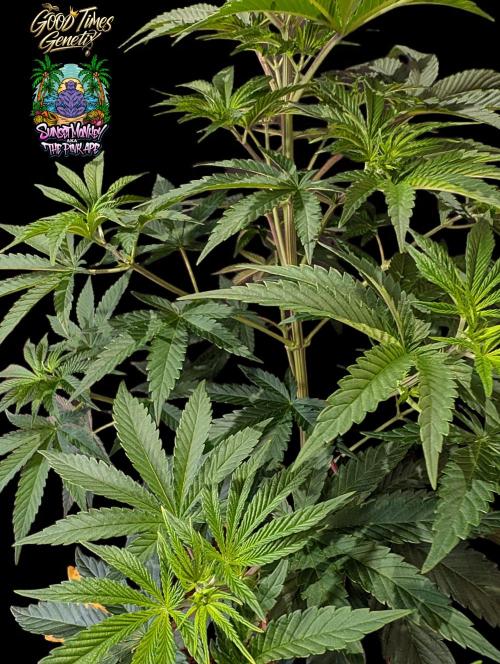 Sunset Monkey - Good Times Genetix - BTN. Week 6