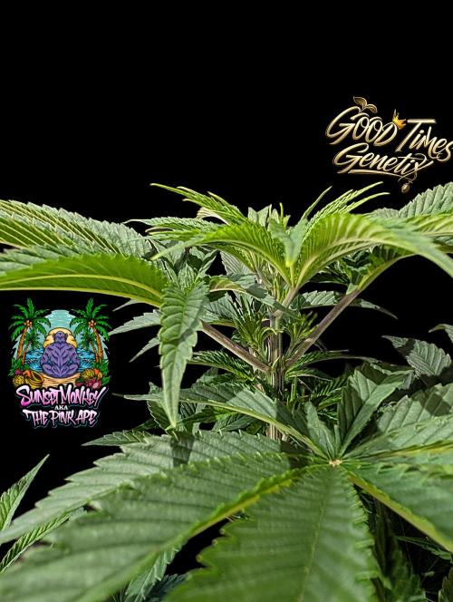 Sunset Monkey - Good Times Genetix - BTN. Week 6