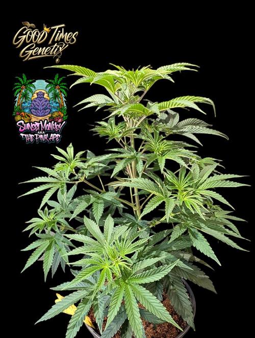Sunset Monkey - Good Times Genetix - BTN. Week 6
