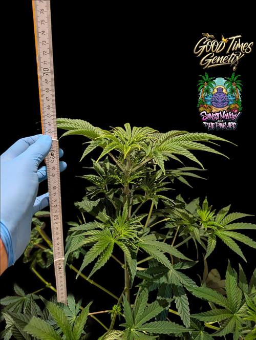 Sunset Monkey - Good Times Genetix - BTN. Week 7