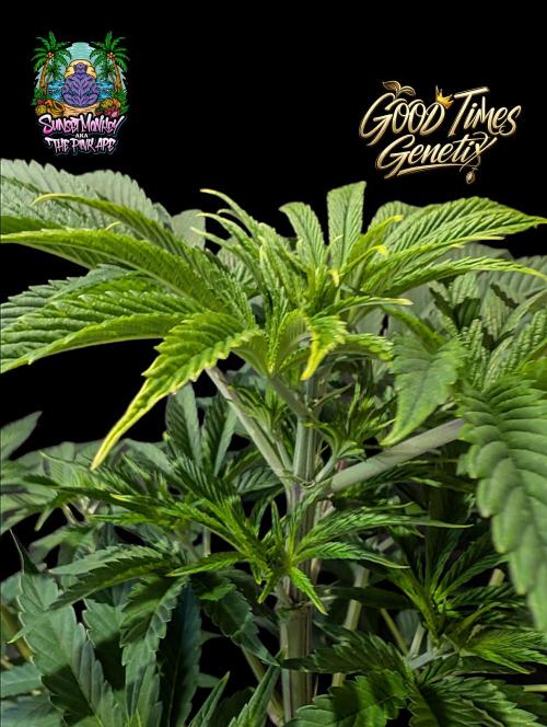 Sunset Monkey - Good Times Genetix - BTN. Week 7