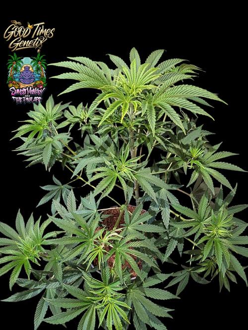 Sunset Monkey - Good Times Genetix - BTN. Week 7