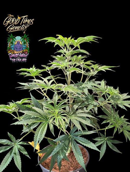 Sunset Monkey - Good Times Genetix - BTN. Week 7