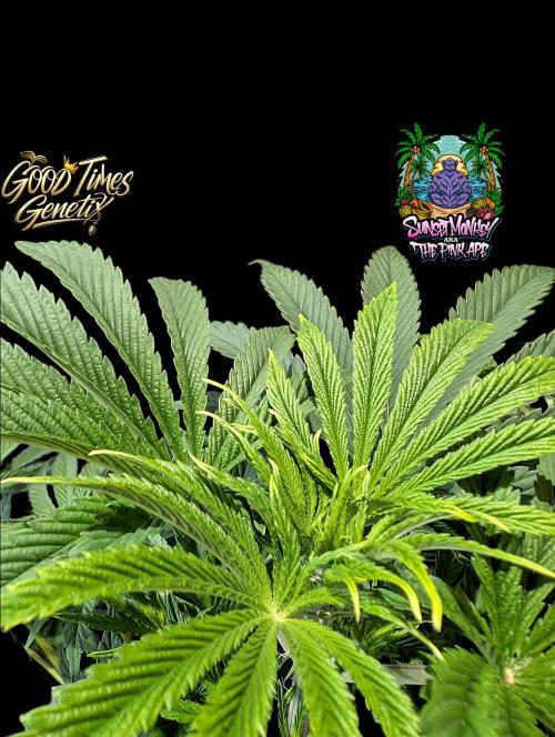 Sunset Monkey - Good Times Genetix - BTN. Week 7