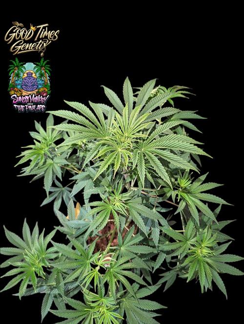 Sunset Monkey - Good Times Genetix - BTN. Week 7