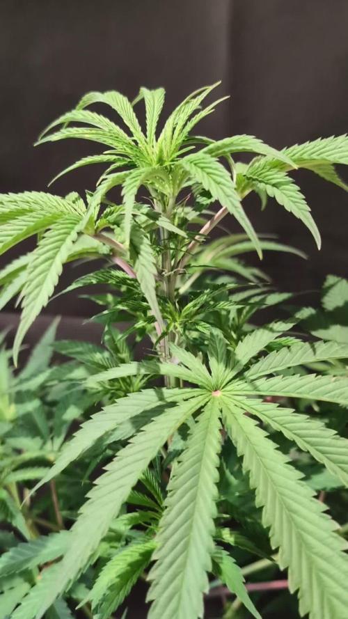 Sunset Monkey-Good Times Genetix-Wdfx