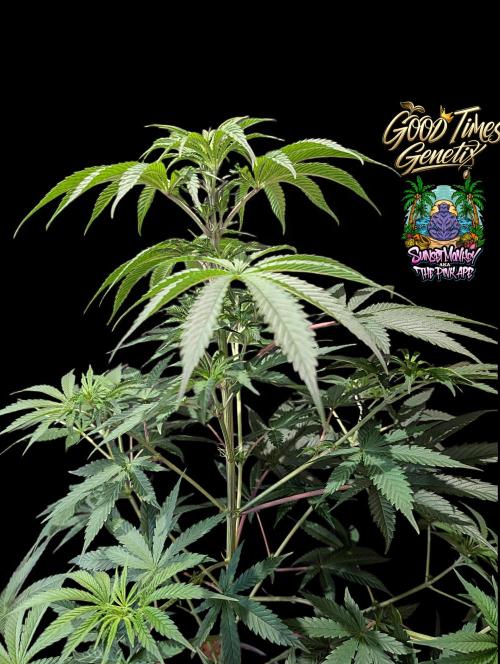 Sunset Monkey-Good Times Genetix-Wdfx. Week 7