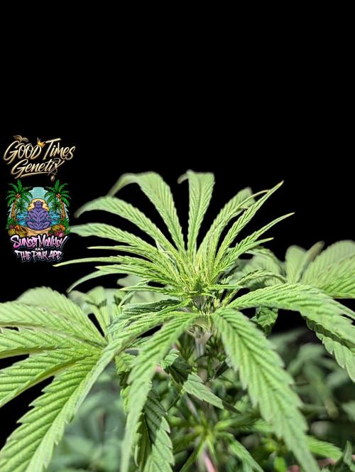 Sunset Monkey-Good Times Genetix-Wdfx. Week 7