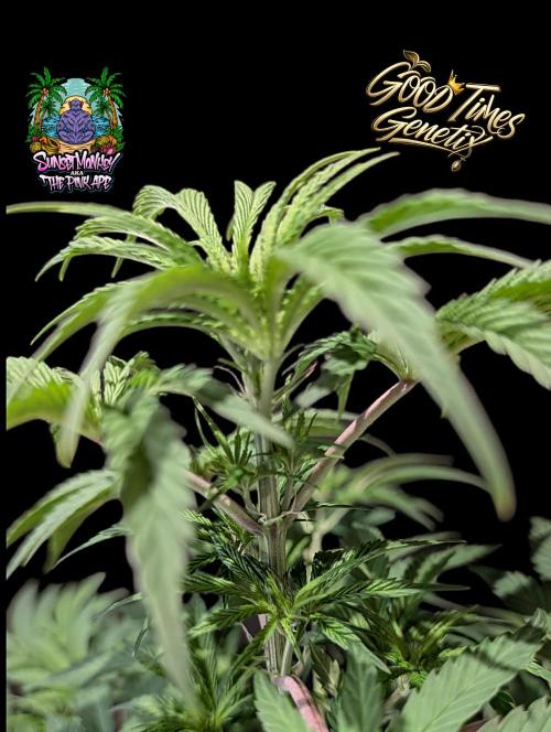 Sunset Monkey-Good Times Genetix-Wdfx. Week 7