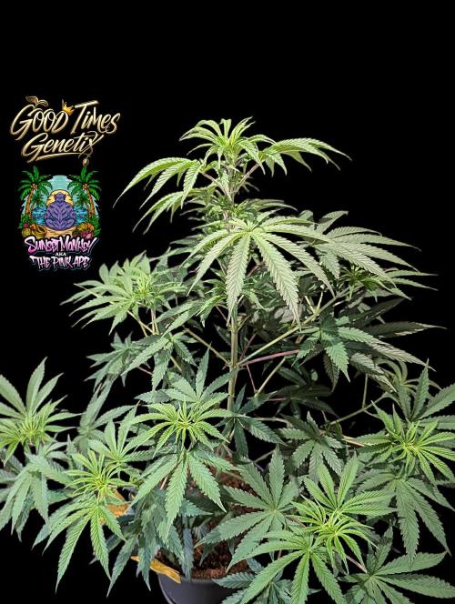 Sunset Monkey-Good Times Genetix-Wdfx. Week 7