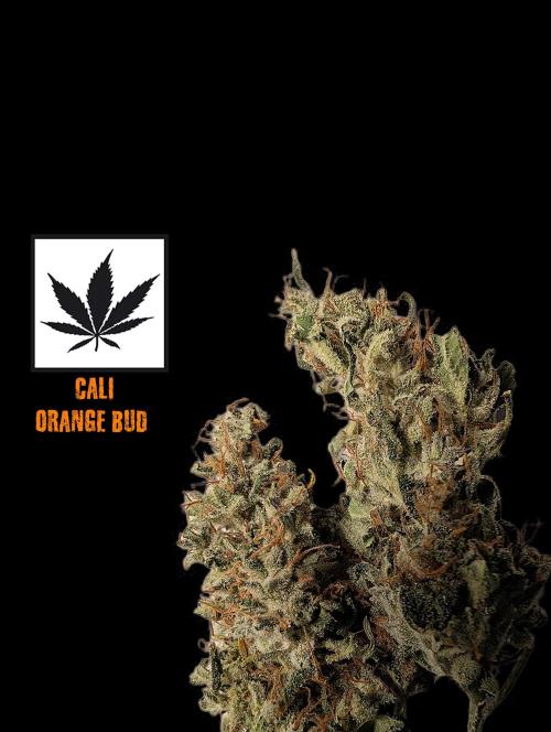Cali Orange Bud - BioTabs.nl Grow. Week 17