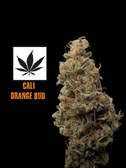 Cali Orange Bud. Week 17