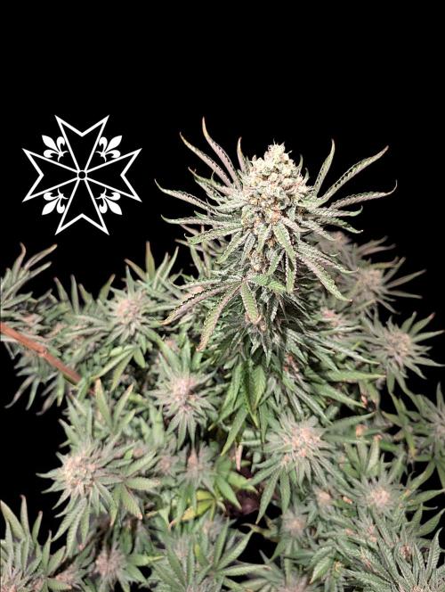 Aficionado Special - UNKNOWN - Bio Tabs. Week 12