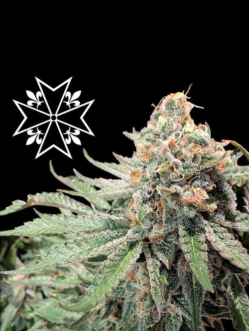 Aficionado Special - UNKNOWN - Bio Tabs. Week 12