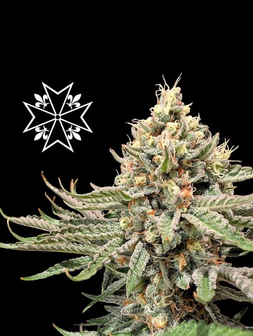 Aficionado Special - UNKNOWN - Bio Tabs. Week 12