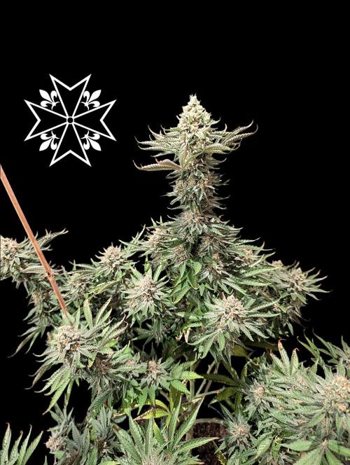 Aficionado Special - UNKNOWN - Bio Tabs. Week 12