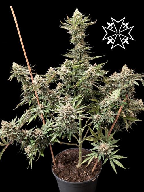 Unknown Mary Jane Free Seed. Week 12