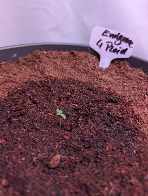 Tetraploid Grow - Endgame - Greendream. Week 0