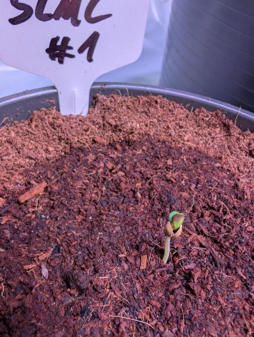 Slush Mint Cake - DP - Bio Tabs NL Grow. Week 0