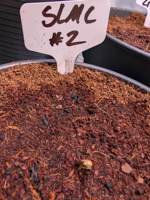 Slush Mint Cake - DP - Bio Tabs NL Grow. Week 0