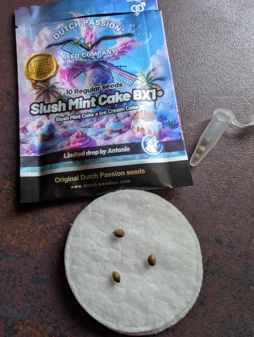 Slush Mint Cake - DP - Bio Tabs NL Grow. Week 0