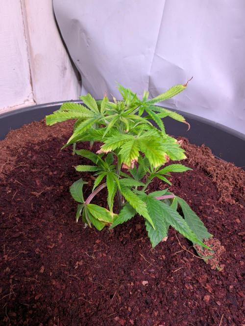 Epic Buzz - Anesia - Bio Tabs NL - VS.. Week 2