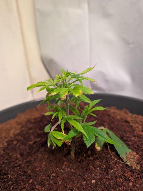 Epic Buzz - Anesia - Bio Tabs NL - VS.. Week 2