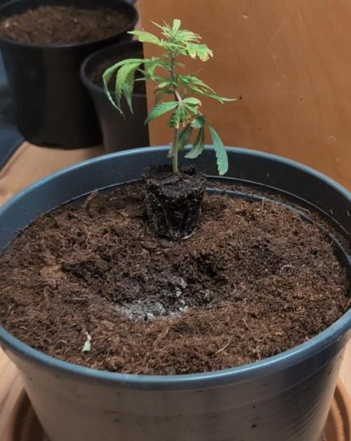 Epic Buzz - Anesia - Bio Tabs NL - VS.. Week 2
