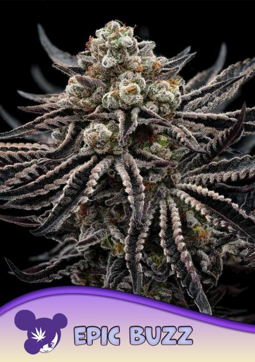 Epic Buzz. Week 2
