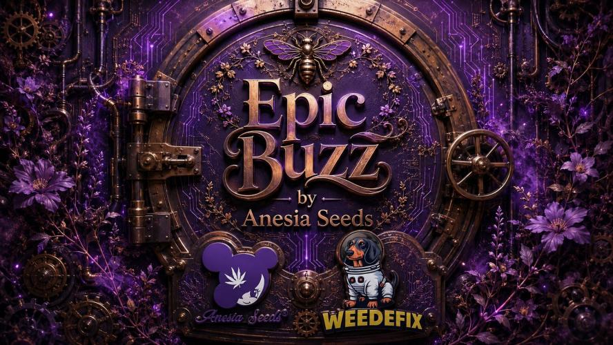 Epic Buzz - Anesia - Weedefix - VS.. Week 2