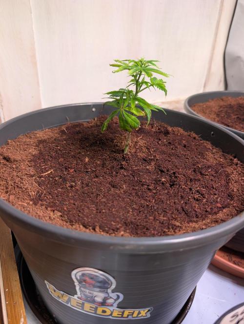 Epic Buzz - Anesia - Weedefix - VS.. Week 2